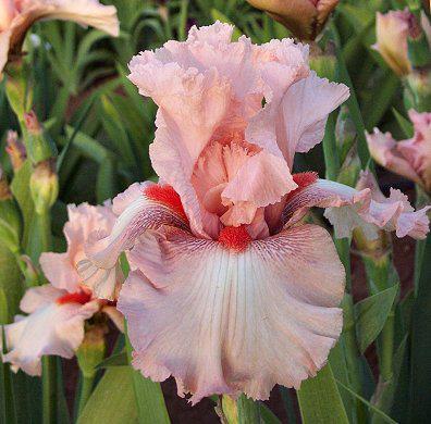 Photo of Tall Bearded Iris (Iris 'Alexis') uploaded by Misawa77