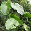 Photo courtesy of: eMonocot Team Colocasia oresbia CATE Araceae h