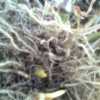 Rhizome roots of Zea diploperennis (Perennial teosinte)
