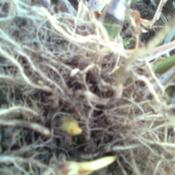 Rhizome roots of Zea diploperennis (Perennial teosinte)