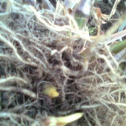 
Date: Fall
Rhizome roots of Zea diploperennis (Perennial teosinte)