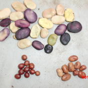 Three subspecies of Fava Beans: Broad Beans (var. major) on top, 