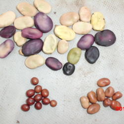 Location: Cache Valley, Rocky Mountains
Date: 2014-03-03
Three subspecies of Fava Beans: Broad Beans (var. major) on top, 
