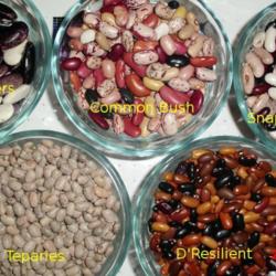 
Date: 2014-05-21
Blue Speckled Tepary bean compared to runner beans, and common be