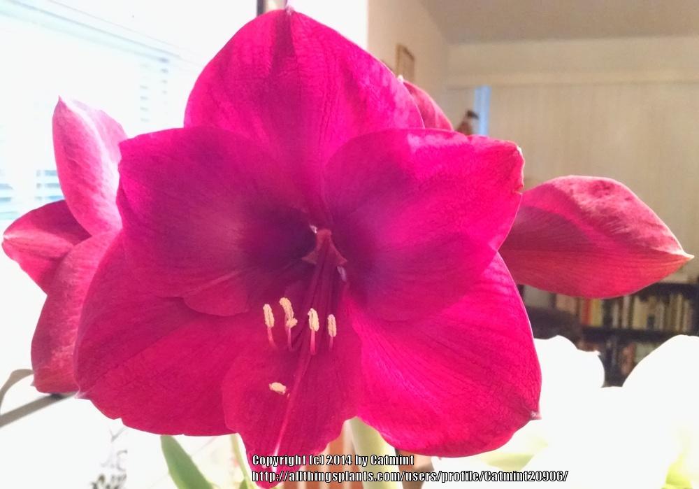 Photo of Amaryllis (Hippeastrum 'Red Pearl') uploaded by Catmint20906