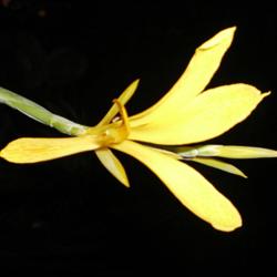 Location: Tenterfield NSW Australia
Date: 2014-04-08
C. Glauca .. original glauca .. Yellow Bloom .. my studio study