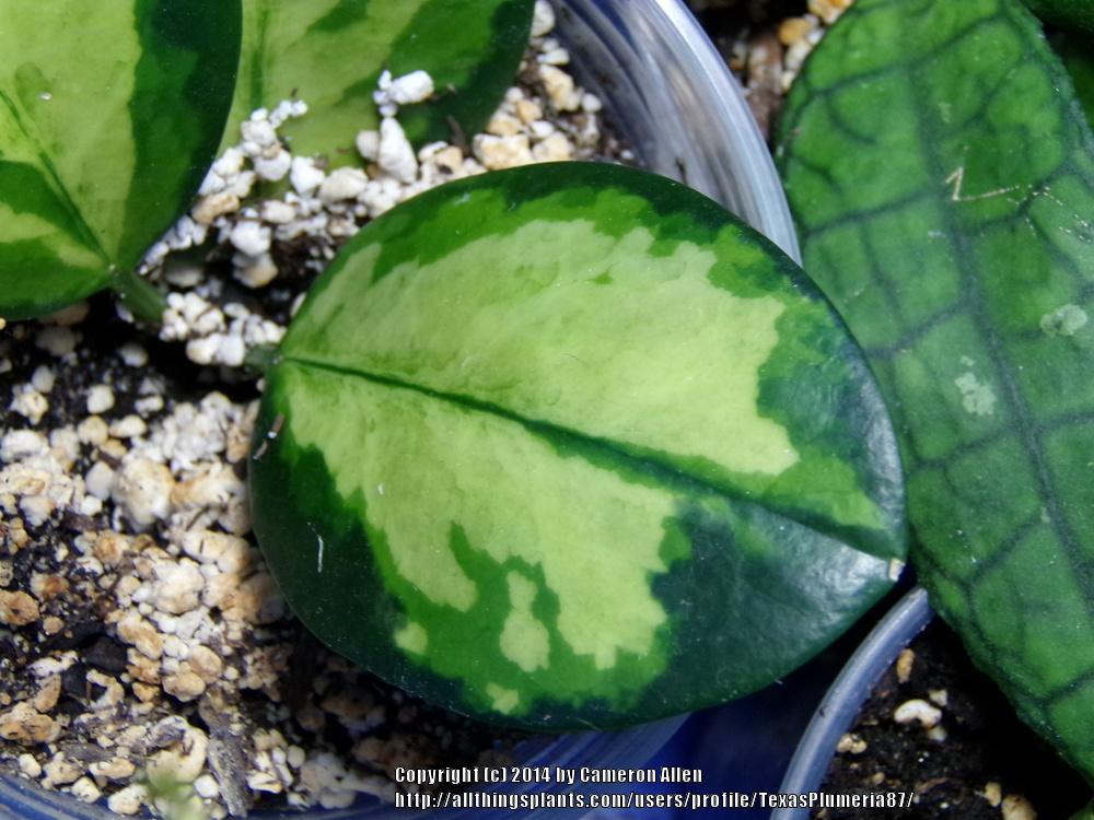 Photo of Wax Plant (Hoya australis 'Lisa') uploaded by TexasPlumeria87