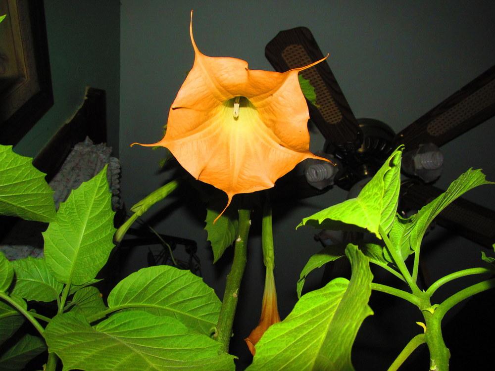 Photo of Angel's Trumpets (Brugmansia) uploaded by jmorth