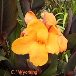 Location: Tenterfield NSW Australia
Date: 2014-01-09
C. 'Wyoming' .. flower & foliage