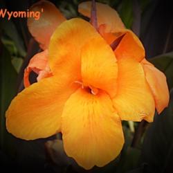 Location: Tenterfield NSW Australia
Date: 2014-01-09
C. 'Wyoming' .. flower