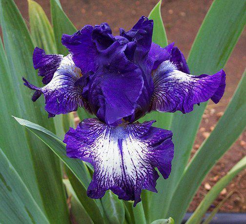 Photo of Intermediate Bearded Iris (Iris 'Starwoman') uploaded by Misawa77