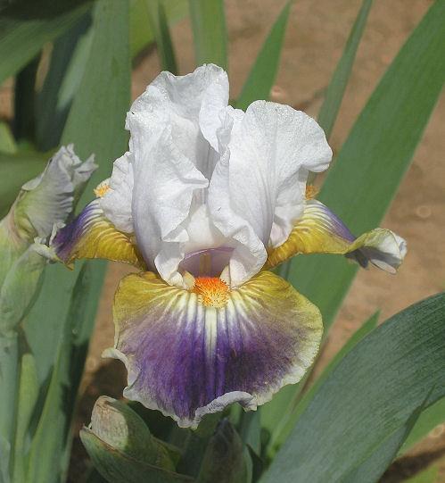 Photo of Intermediate Bearded Iris (Iris 'Dazzling') uploaded by Misawa77