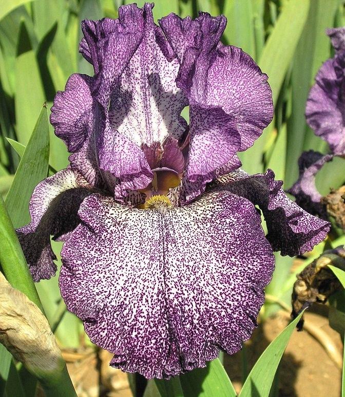 Photo of Tall Bearded Iris (Iris 'Autumn Explosion') uploaded by Misawa77