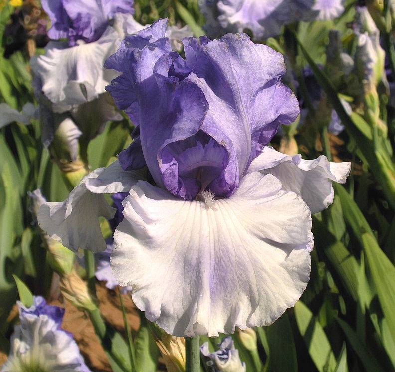 Photo of Tall Bearded Iris (Iris 'Ice Planet') uploaded by Misawa77