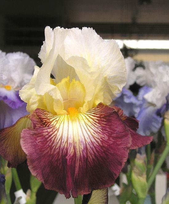 Photo of Tall Bearded Iris (Iris 'Color Strokes') uploaded by Misawa77
