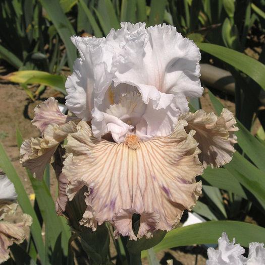 Photo of Tall Bearded Iris (Iris 'Tango Amigo') uploaded by Misawa77