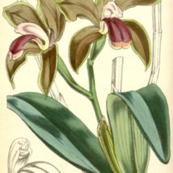 
Curtis's botanical magazine" vol. 82 (Ser. 3 no. 12) tab. 4909 Wa