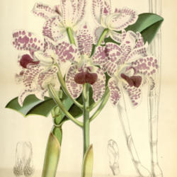 
Date: 2010-01-14
Curtis's Botanical Magazine" vol. 94 (Ser. 3 no. 24) pl. 5683 Wal
