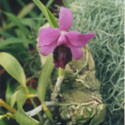 Location: Orchid collection of Arne and Bent Larsen
Photo courtesy of: Arne and Bent Larsen, Haarby, Denmark