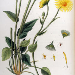 
Date: 2006-01-12
Flora Batava of Afbeelding en Beschrijving van Nederlandsche Gewa