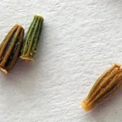 Location: The seeds of Doronicum orientale. The length of the seeds is appr. 2.5 mm.
Date: 2010-04-14
Photo courtesy of: Bff