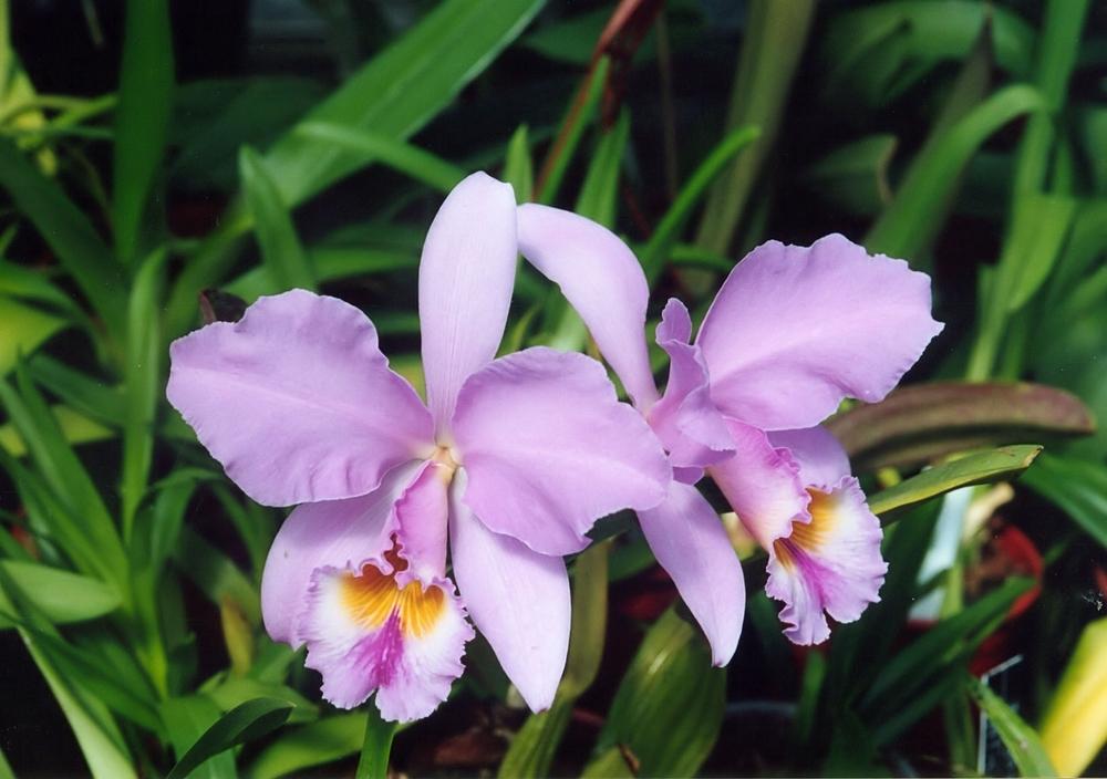 Photo of Orchid (Cattleya gaskelliana) uploaded by admin