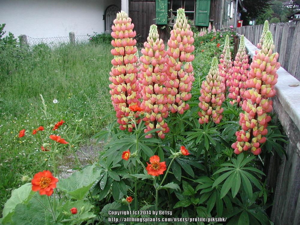 Photo of Russell Lupine (Lupinus regalis) uploaded by piksihk