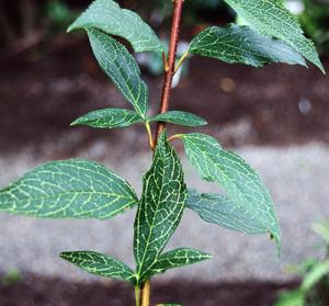 Photo of Greenstem Forsythia (Forsythia viridissima var. koreana 'Kumson') uploaded by Calif_Sue