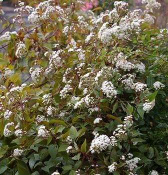 Photo of White Snakeroot (Ageratina altissima 'Chocolate') uploaded by Calif_Sue