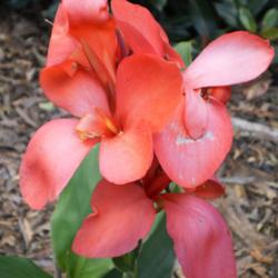 Location: Tenterfield NSW Australia
Date: 2012-02-15
C. 'Japanese Rose' aka 'Tropical Rose'
