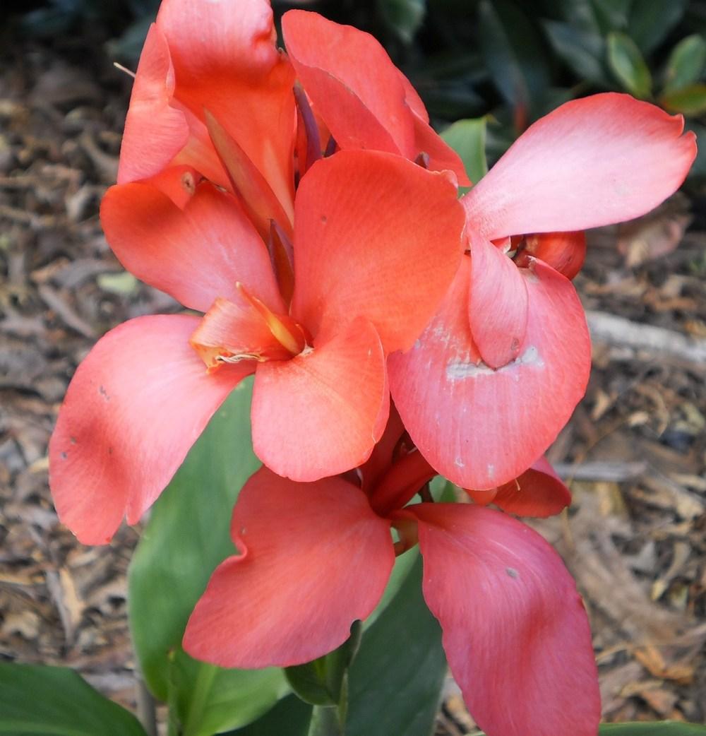 Photo of Canna Lily (Canna x generalis 'Tropical Rose') uploaded by FleudeLisCanna