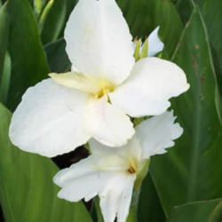 Location: unknown
Date: Summer
C. 'Pixie' aka 'Tropical White' 'Tropical Moonlight'