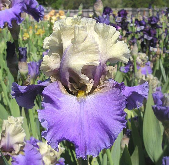 Photo of Tall Bearded Iris (Iris 'Subtle Beauty') uploaded by Misawa77