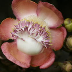 Location: cultivated in the Peradeniya Botanical Gardens, near Kandy, Sri Lanka.
Date: 2007-08-03
Photo courtesy of: Arthur Chapman