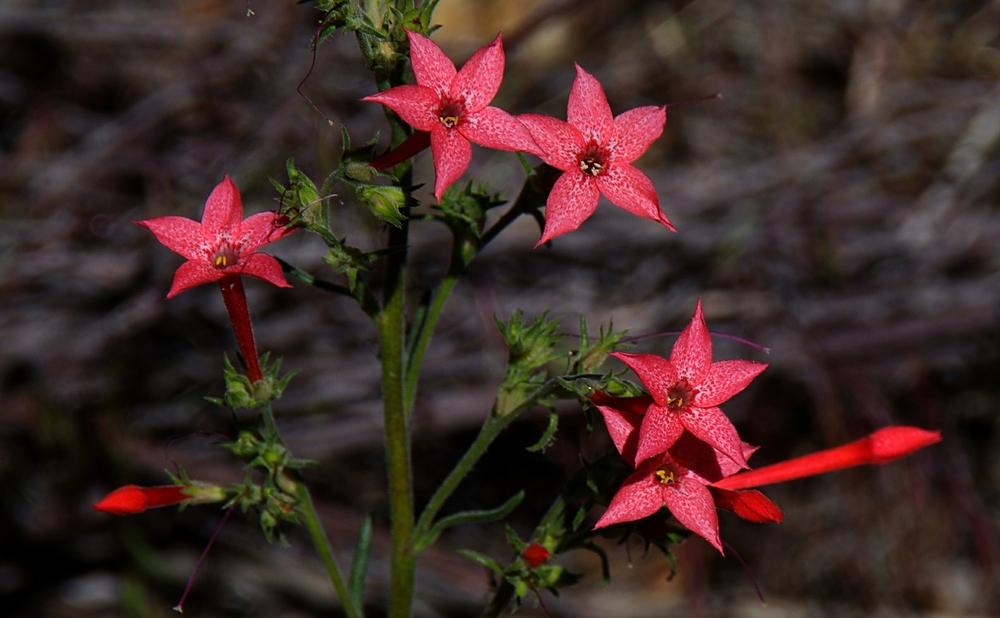Photo of Fairy Trumpet (Ipomopsis aggregata) uploaded by dirtdorphins