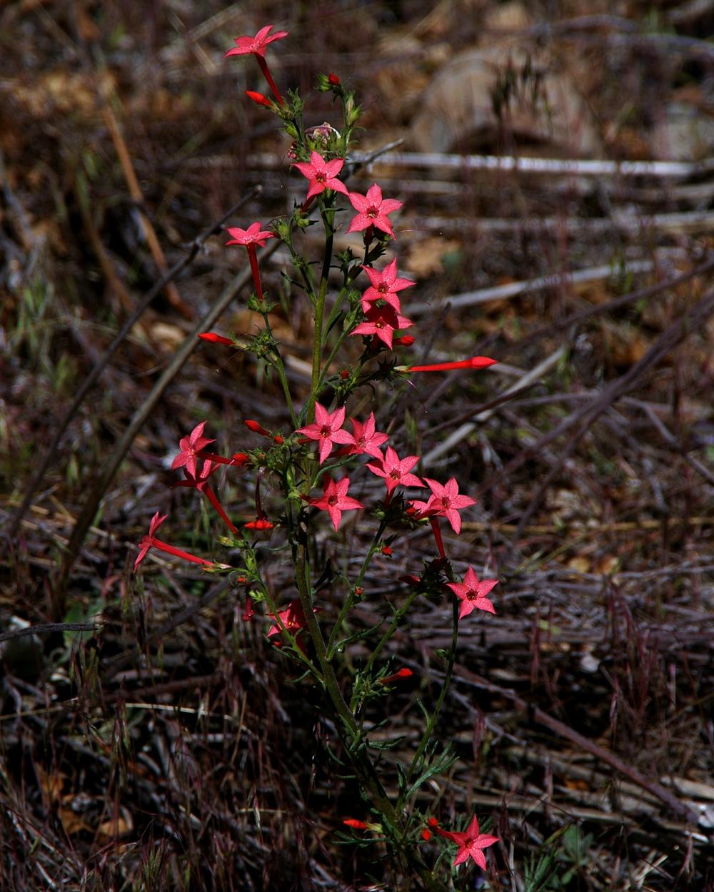 Photo of Fairy Trumpet (Ipomopsis aggregata) uploaded by dirtdorphins