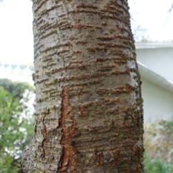Location: Lutz, FL
Date: 2014-12-28
Bark on a tree that's about seven years old.