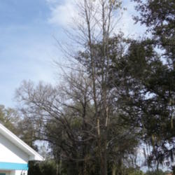 Location: Lutz, FL
Date: 2014-12-28
Even in central Florida, black cherry trees lose their leaves eac