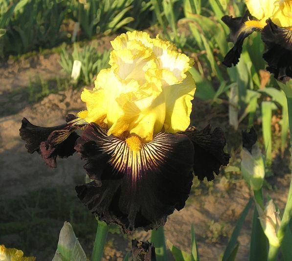 Photo of Tall Bearded Iris (Iris 'Reckless Abandon') uploaded by Misawa77