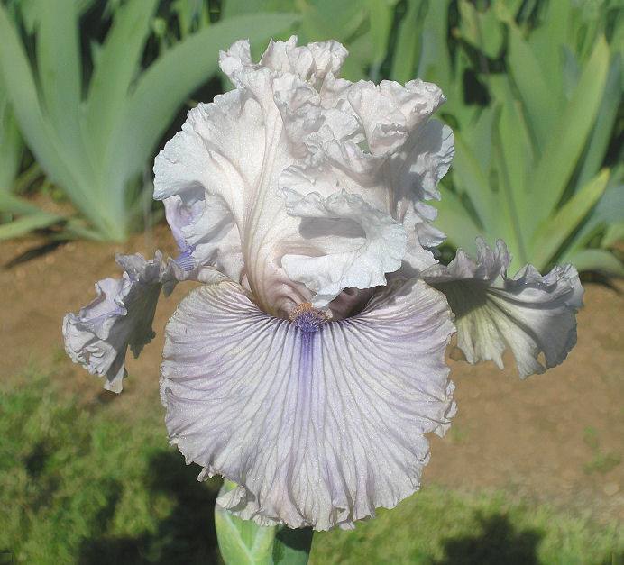 Photo of Tall Bearded Iris (Iris 'Haunted Heart') uploaded by Misawa77