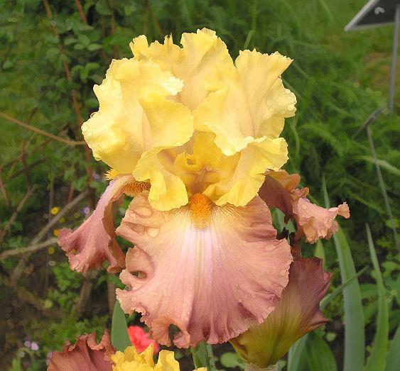 Photo of Tall Bearded Iris (Iris 'High Chaparral') uploaded by Misawa77