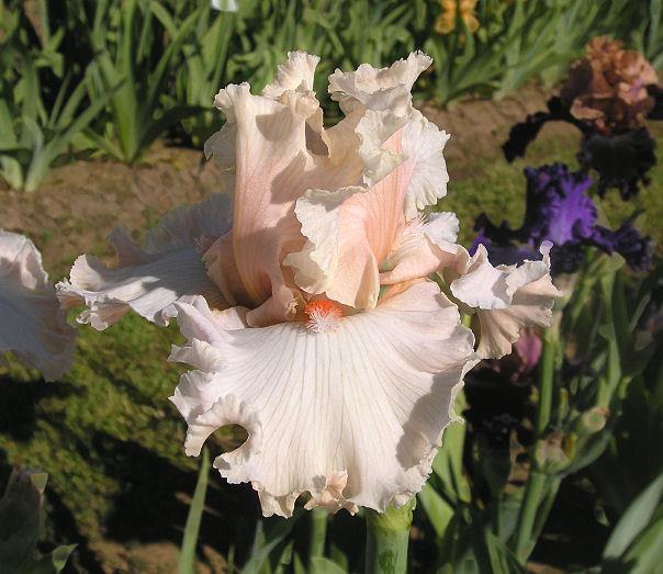 Photo of Tall Bearded Iris (Iris 'Hopeless Romantic') uploaded by Misawa77