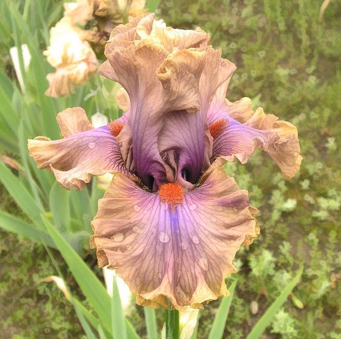 Photo of Tall Bearded Iris (Iris 'Jealous Guy') uploaded by Misawa77