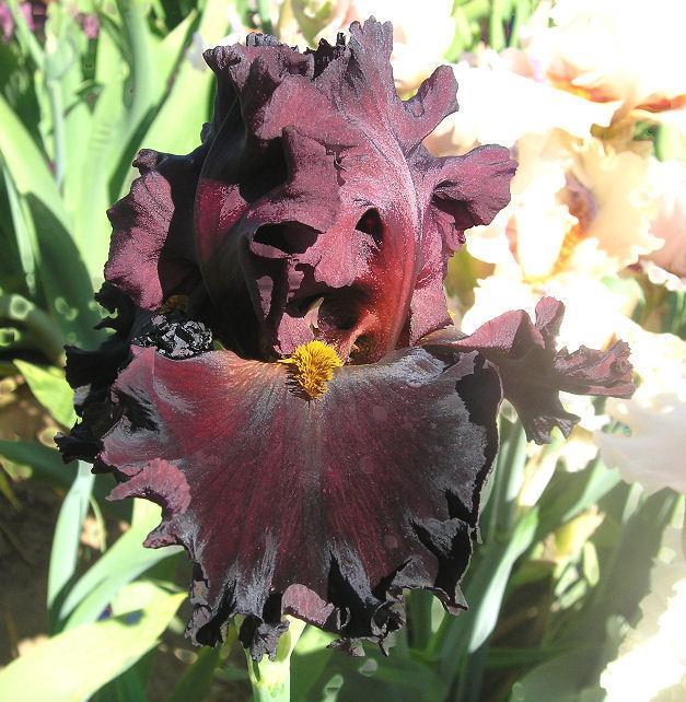 Photo of Tall Bearded Iris (Iris 'Iconic') uploaded by Misawa77