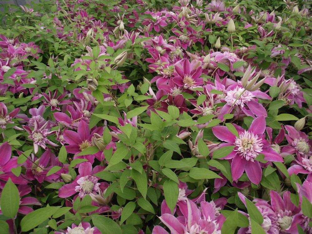 Photo of Clematis Josephine™ uploaded by admin