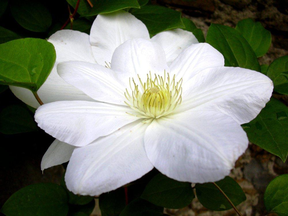 Photo of Clematis 'Marie Boisselot' uploaded by admin
