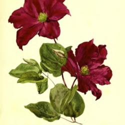 
Flora and Sylva 1903