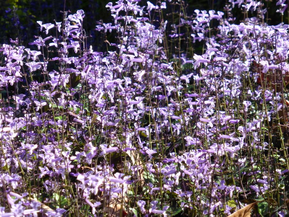 Photo of Spur Flower (Plectranthus Mona Lavender) uploaded by dave
