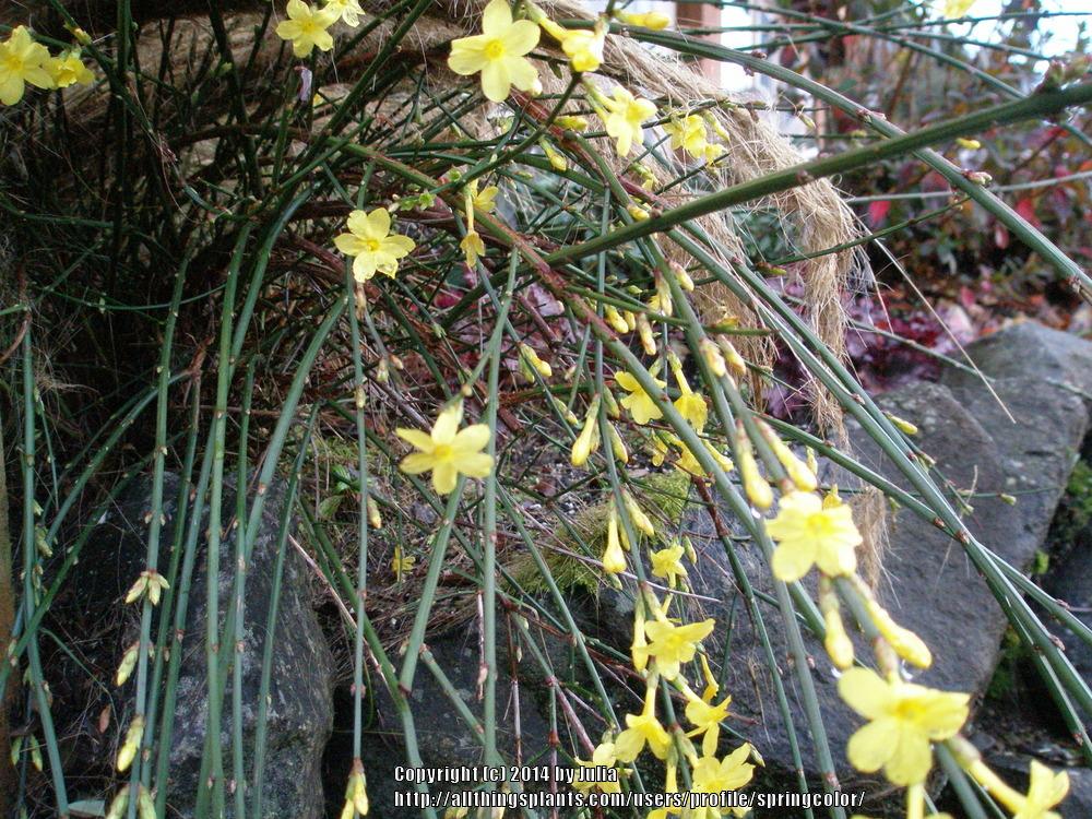 Photo of Winter Jasmine (Jasminum nudiflorum) uploaded by springcolor