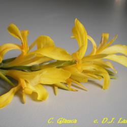 Location: Tenterfield NSW Australia
Date: 2014-12-30
Canna Glauca Blooms